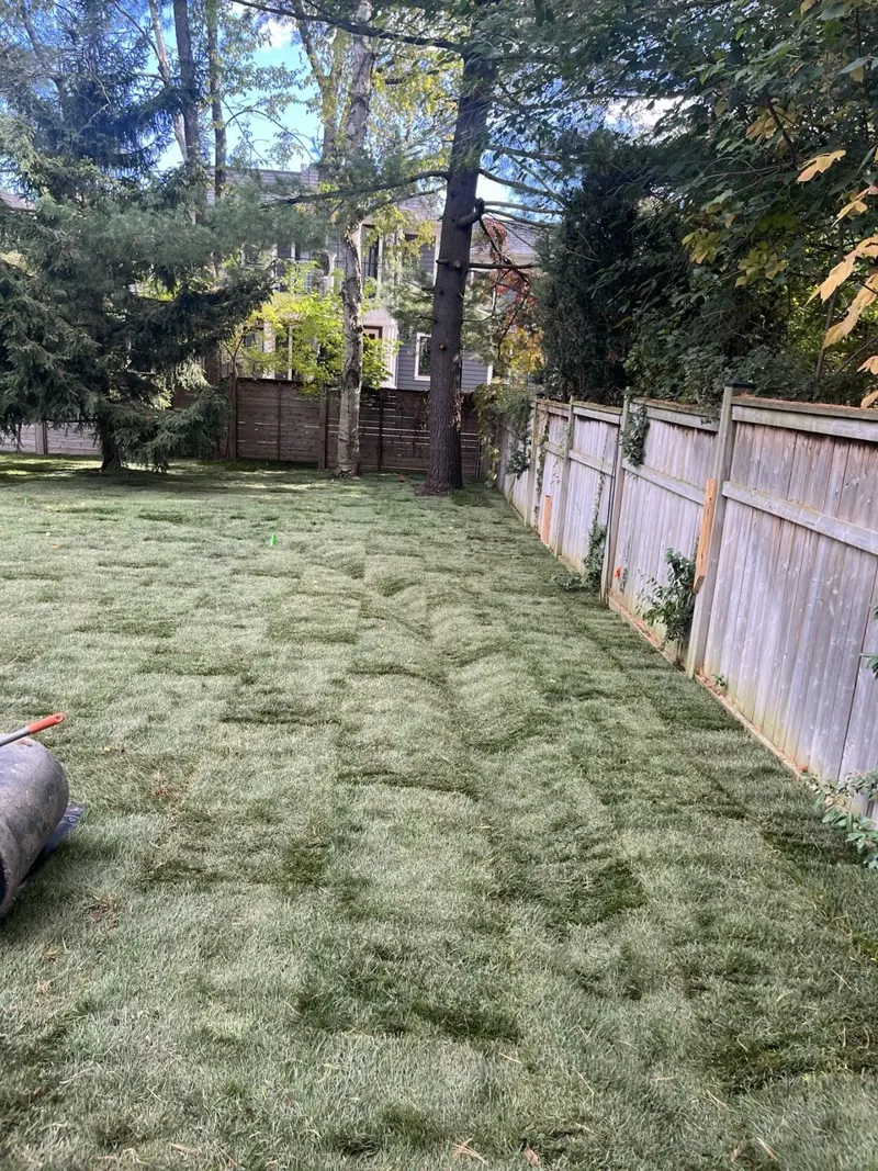 Freshly laid sod in a treed backyard along a wood fence
